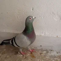 سبز آلمانی مست درشت|پرنده|قرچک, شهرک مهستان|دیوار