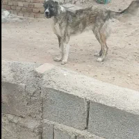 ماده خراسانی