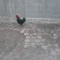 خروس محلی مشکی زیبا