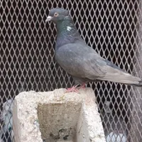 سینه سرکه ای نر