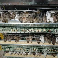 بلدرچین ۵۰ روز تازه به تخم آمدن|حیوانات مزرعه|اهواز, منبع اب|دیوار