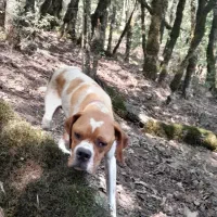 فروش توله سگ انگلیس یک ساله نر قیمت هشت میلیون|سگ|گلی داغ, |دیوار