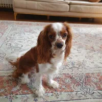 سگ کاوالیر|سگ|تهران, منیریه|دیوار