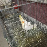 عروس لوتینو