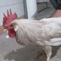 خروس و مرغ و ماهی زنده و جوجه لاری جوجه کردی سینم|حیوانات مزرعه|ایوان, |دیوار