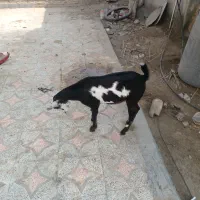 ۲ عدد کهر نر چاق سالم سرحال دوقلو هستن|حیوانات مزرعه|تخت, |دیوار