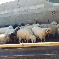 بره فروشی|حیوانات مزرعه|سرچهان, |دیوار