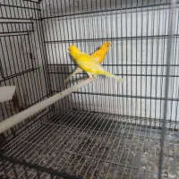 سه جفت قناری مولد