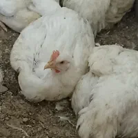 مرغ زنده سبد کالا