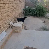 سگ پاکوتاه