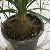 گل با قیمت عالی|گل و گیاه طبیعی|اصفهان, باتون|دیوار