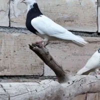 کبوتر طوقی|پرنده|اردکان, |دیوار