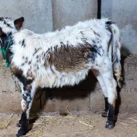 ورزا کوله آس دوماه گاو گوساله