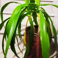 چند تا گل دارم بعلت نبود جا میفروشم