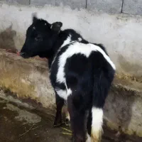 گوساله ماده  گیل دورگ|حیوانات مزرعه|سیاهکل, |دیوار