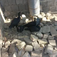 مرغ نسل دار|حیوانات مزرعه|سراوان, |دیوار