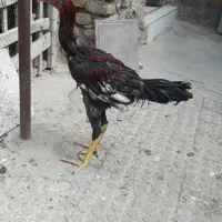 جوجه لاری اصیل
