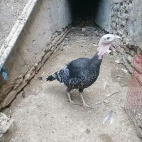 بوقلمون ماده برنز محلی|حیوانات مزرعه|زابل, |دیوار