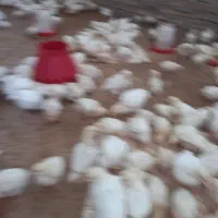 جوجه گوشتی ۱۵ روزه|حیوانات مزرعه|تبریز, |دیوار