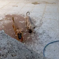 واگذاری پژدر