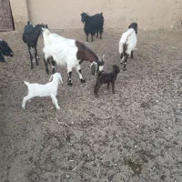 بز شیری تازه زا فروشی|حیوانات مزرعه|خواف, |دیوار