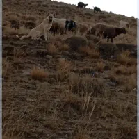 توله سگ گانگال وسراب|سگ|صوفیان, |دیوار