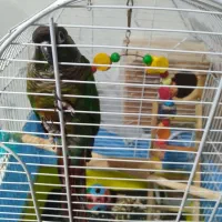 یک عدد گرینچیگ نر|پرنده|رضوانشهر, |دیوار