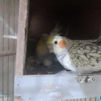 عروس هلندی|پرنده|باقرشهر, |دیوار