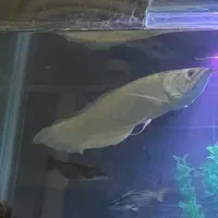 خریدار ماهی بزرگ شما مانستر