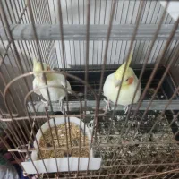 عروس هلندی مولد