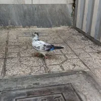 کفتر