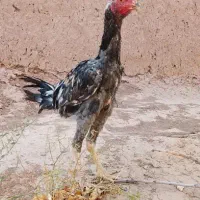 جوجه لاری