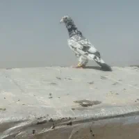 کفتر ضربه