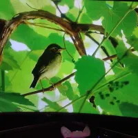 ال ای دی 50 اینج سامسونگ منحنی اسمارت 2020|تلویزیون و پروژکتور|فردیس, داوری|دیوار