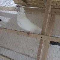 کبوتر قهوه خانه|پرنده|نقده, |دیوار