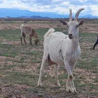 بز سانن درجه یک با دو بزغاله ماده بزرگ