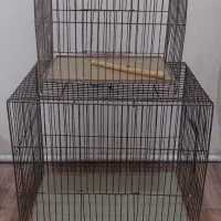 قفس سهره قناری مرغ عشق