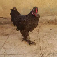 جوجه خروس|حیوانات مزرعه|تهران, افسریه شمالی|دیوار