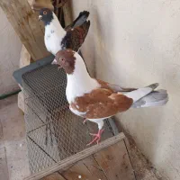 یک جفت کبوتر کینگ