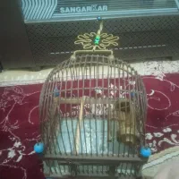 فروش قفس تضعینی