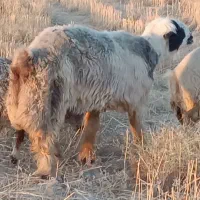 قوچ بختیاری