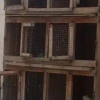 قفس چوبی کبوتر