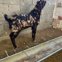 بز کل پاکستانی اصیل|حیوانات مزرعه|شاهرود, |دیوار