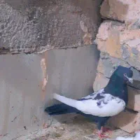 کفتر