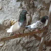 کبوتر|پرنده|خرمشهر, |دیوار