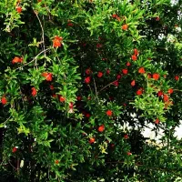 زمین  315 متری با سند (بولوار گل ها بهزادفرخ)