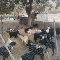 ۱۸ راس بز|حیوانات مزرعه|الشتر, |دیوار