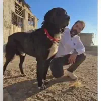 توله نروماده قدرجونی آینده دار