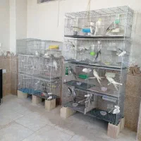 طوطی عروس مولد به شرط جوجه