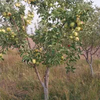 سیب لبنان